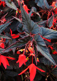 Begonia boliviensis 'Bonfire Chocolate Red'